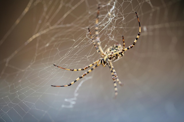 Free Spider Strong photo and picture