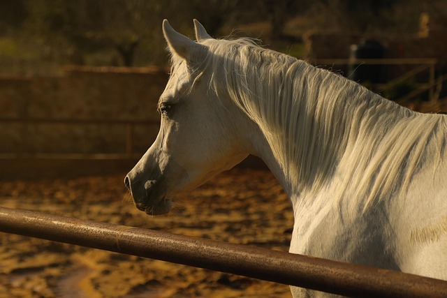 Free Arab Horse photo and picture