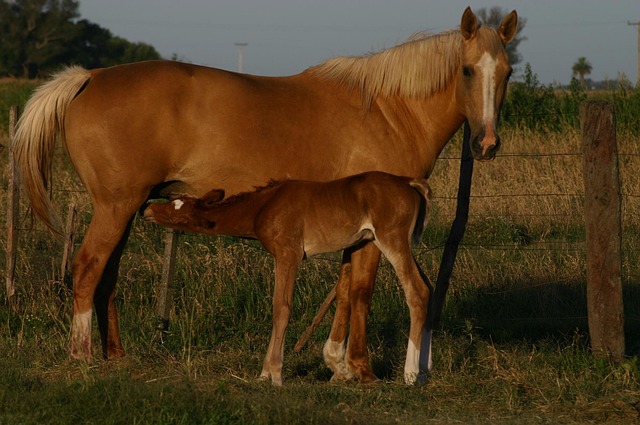 Free Horses Mother photo and picture
