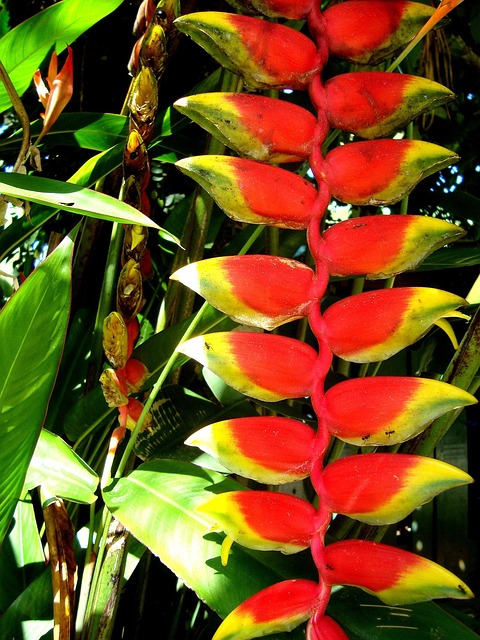 Free Nature Flowers photo and picture
