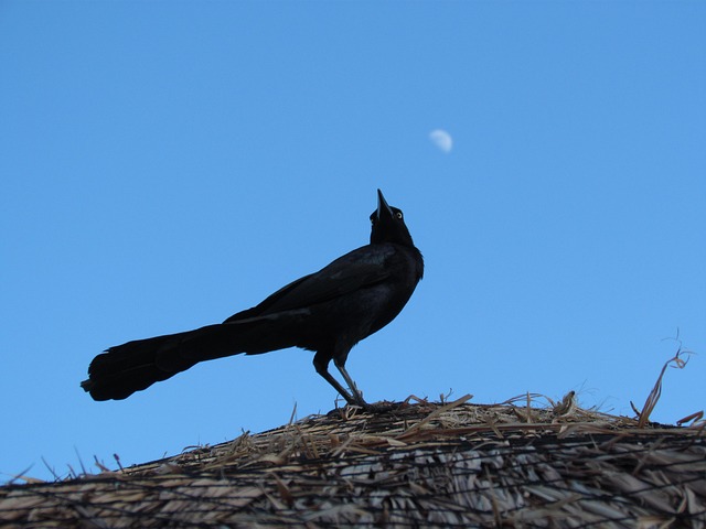 Free Bird Night Sky photo and picture