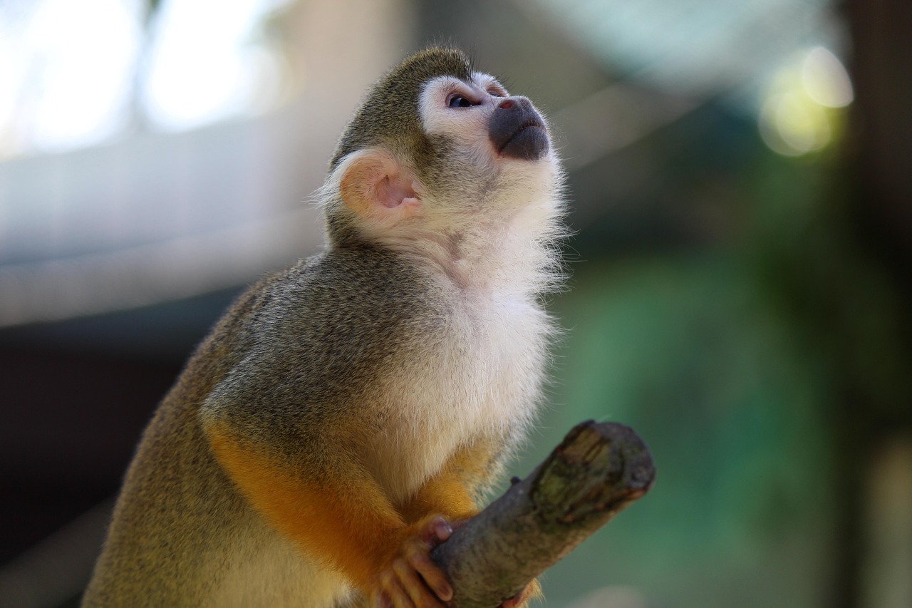 Squirrel Monkey - free online jigsaw puzzle photo