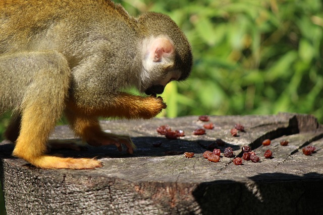 Free Squirrel Monkey Ape photo and picture