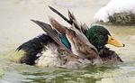 mallard, male, drake
