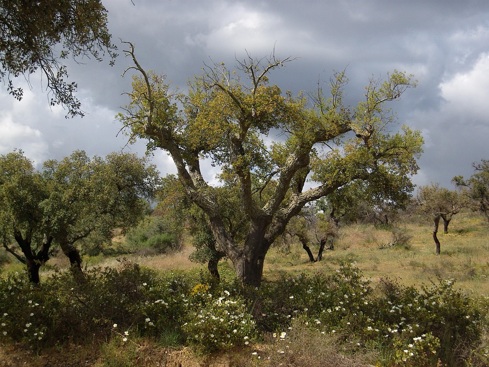 Unveiling Alentejo: The Best Destinations for Culture and Nature Lovers