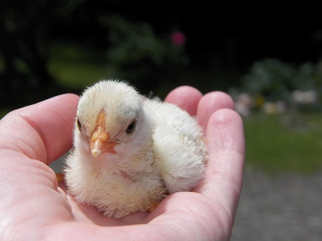 Free Chick Chicken photo and picture