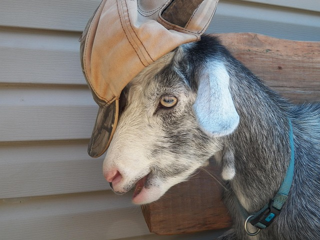 Free Goat Baseball Hat photo and picture