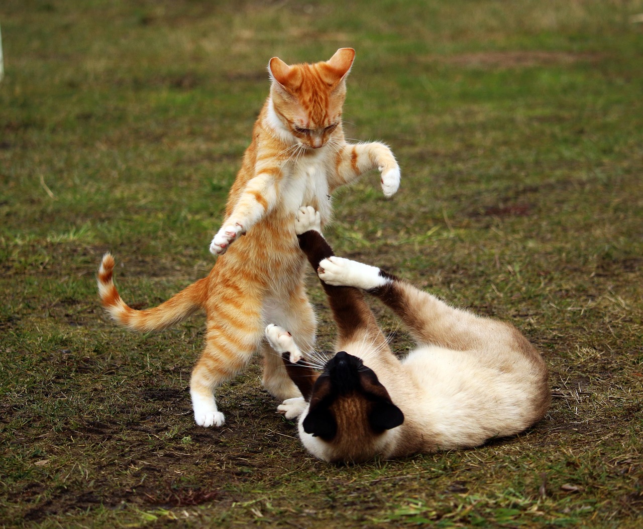 Cat - free online jigsaw puzzle photo