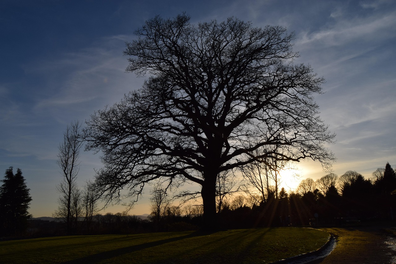 40,000+ Free Big Tree & Nature Images - Pixabay