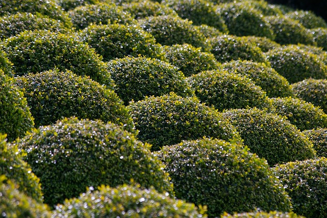 Free Boxwood Garden photo and picture