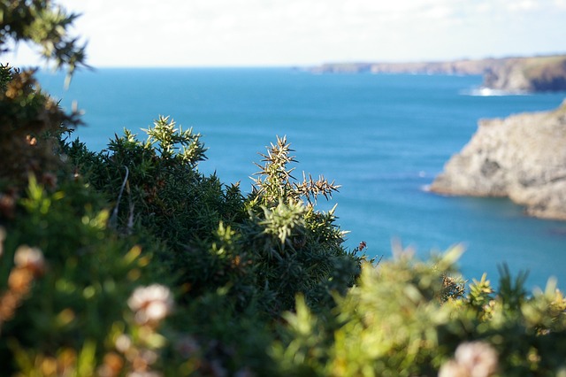 Free Gorse Sea photo and picture
