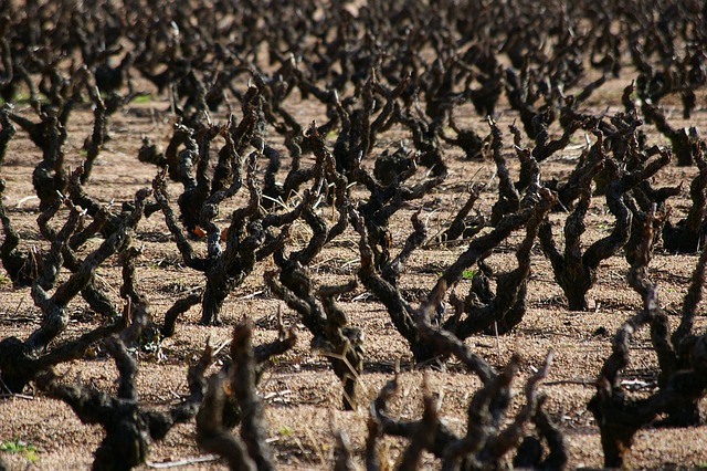 Free Vine Grape photo and picture