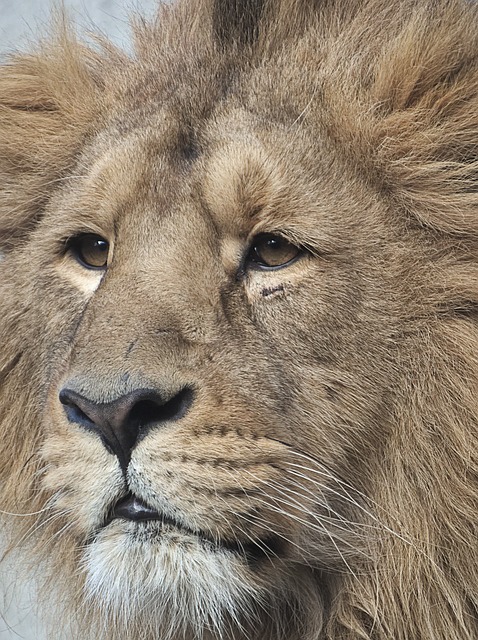lion, the mane, pride, animal, nature, king, head