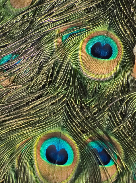 Påfugl, Øje, Natur, Pen, Fugl, Fjerdragt