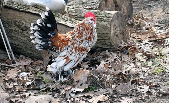 Rooster Cockerel Bantam - Free photo on Pixabay - Pixabay
