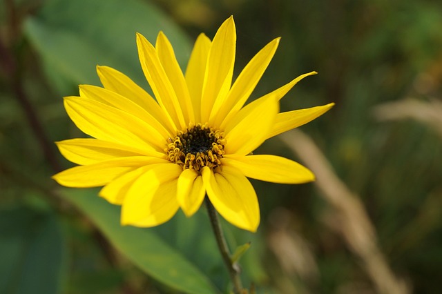 Floare, Galben, Plantă, Floare Galbenă