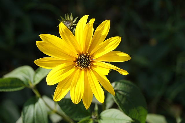 Floare, Flori Frumoase, Tapet Cu Flori