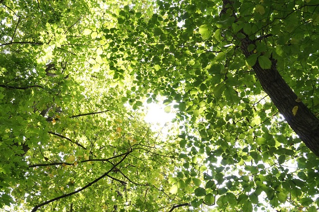 Copaci, Vedere, Țară, Natură, Parc