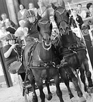 horse, horses, equestrian