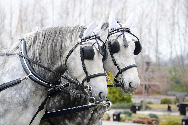 Hochzeit, Ehe, White, Ein Neues Leben