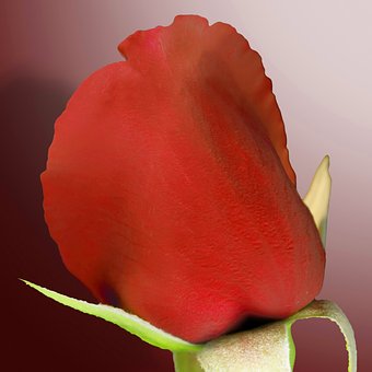 Free Pink Flower photo and picture