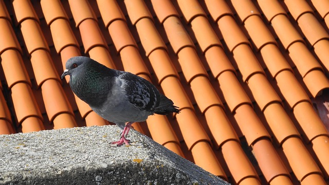 Free Dove Roof photo and picture