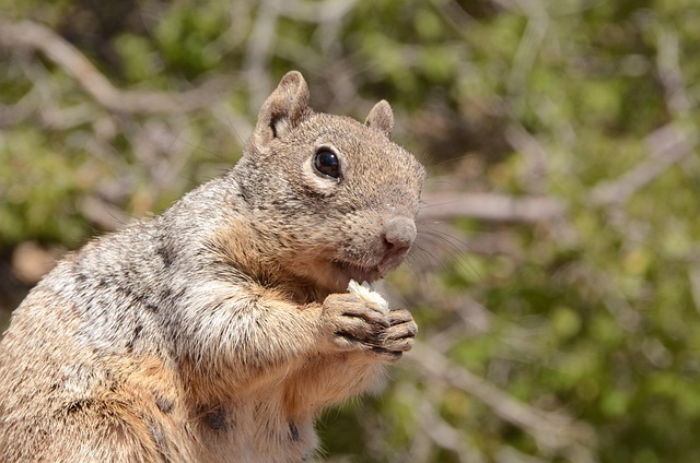 Free Squirrel Mammal photo and picture