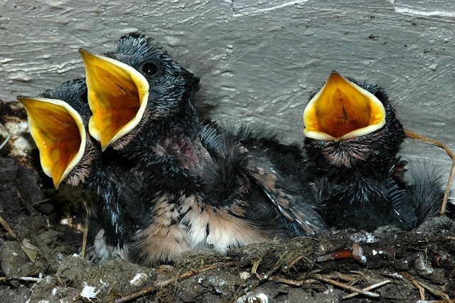 Free Bird Animal photo and picture