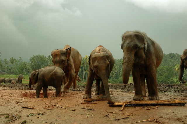 Free Elephant Animal photo and picture