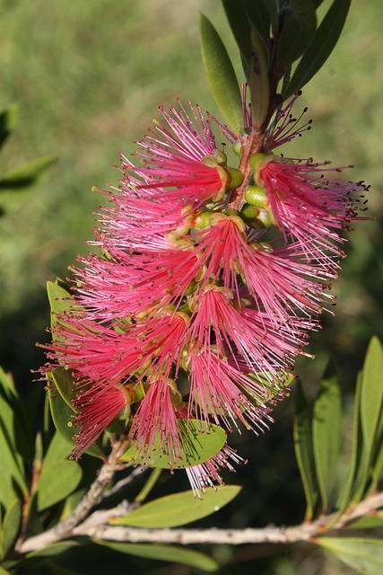 Free Flower Bottlebrush photo and picture