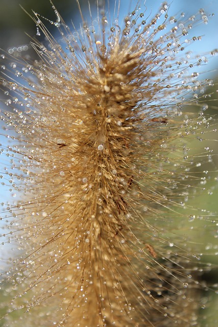 Free Grass Dew photo and picture
