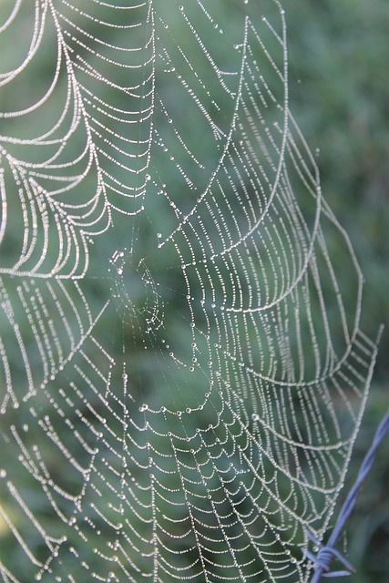 Free Web Spider photo and picture