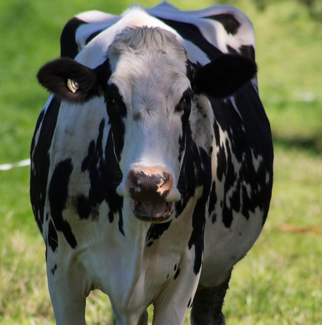 Free Cow Rural photo and picture