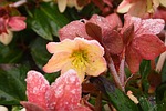 helleborus orientalis, flower, ripe