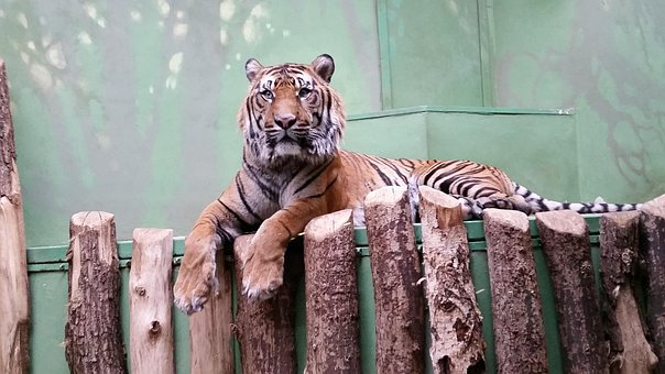 Free Tiger Zoo photo and picture