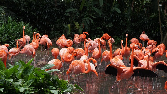 Free Flamingo The Park photo and picture