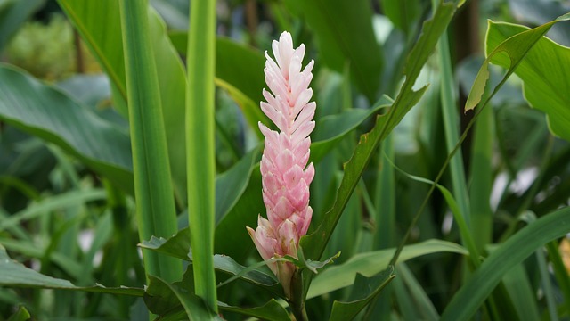 Free Ginger Bloom photo and picture