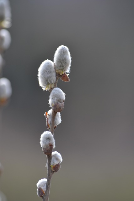 Free Cats Willow Yew photo and picture