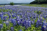blue bonnets, texas, austin