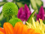 beautiful, beauty, bloom