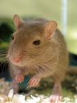 pet shop, adorable, animals
