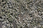 aquatic, background, barnacles