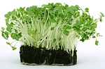 appetite, bloom, calories