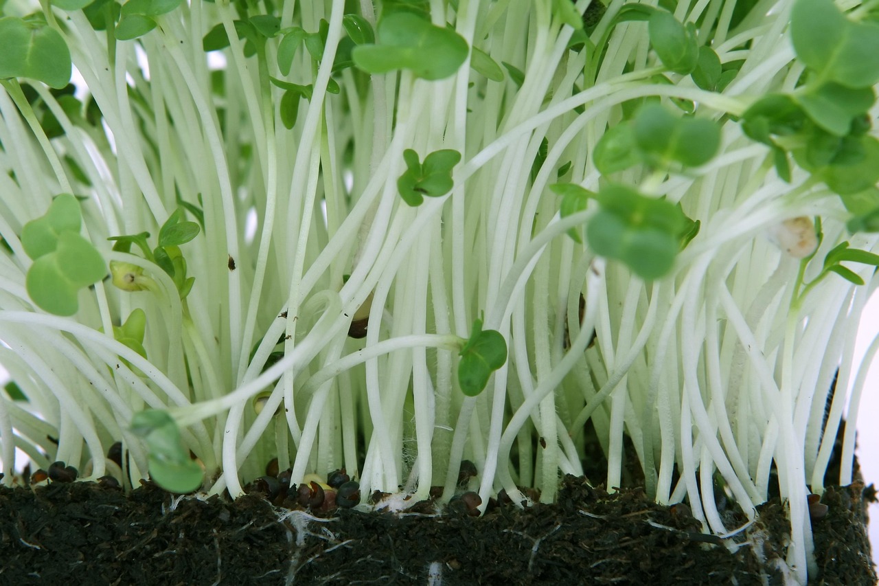 Microgreens ready for harvest