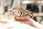 animal, attractive, baby