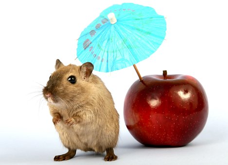 Free Animal Creature photo and picture
