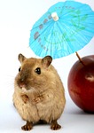 animal, apple, attractive