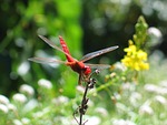 antenna, beautiful, bug