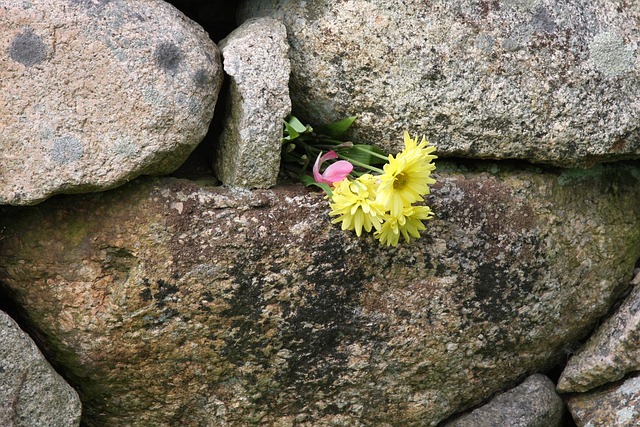 Free Flower In Wall Persistence photo and picture