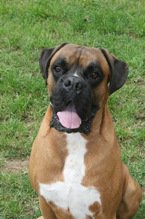 chien-boxeur-boxer-animal-de-photo-gratuite-sur-pixabay-pixabay